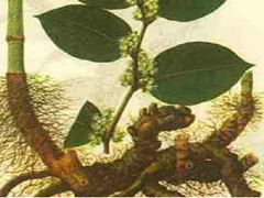 Giant Knotweed Extract