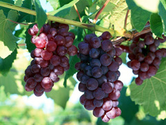 Grape Seed Extract