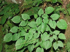 Epimedium Extract