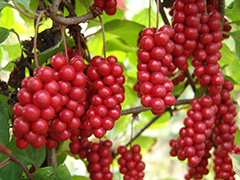 Schisandra Extract