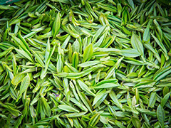 Green Tea Extract